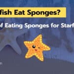 Do Starfish Eat Sponges
