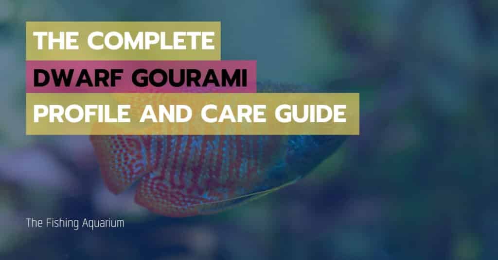 Dwarf Gourami Profile and Care Guide