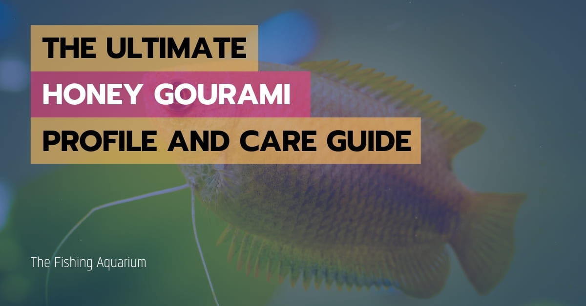 Honey Gourami Profile and Care Guide