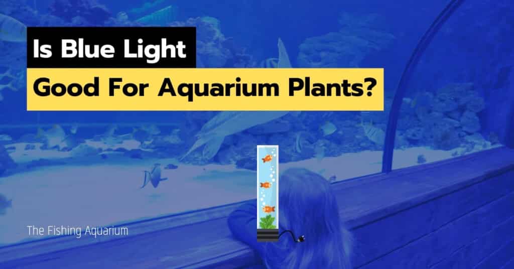 Is Blue Light Good For Aquarium Plants