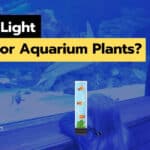 Is Blue Light Good For Aquarium Plants? Is That Good For Fish?