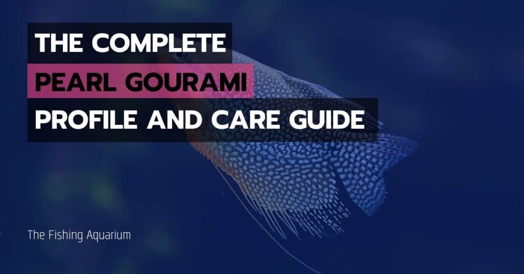 Pearl Gourami Profile and Care Guide