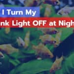 Should I Turn My Fish Tank Light OFF at Night