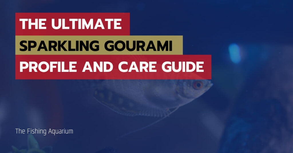 Sparkling Gourami Profile and Care Guide