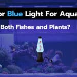 White or Blue Light For Aquarium? Best For Fishes and Plants?