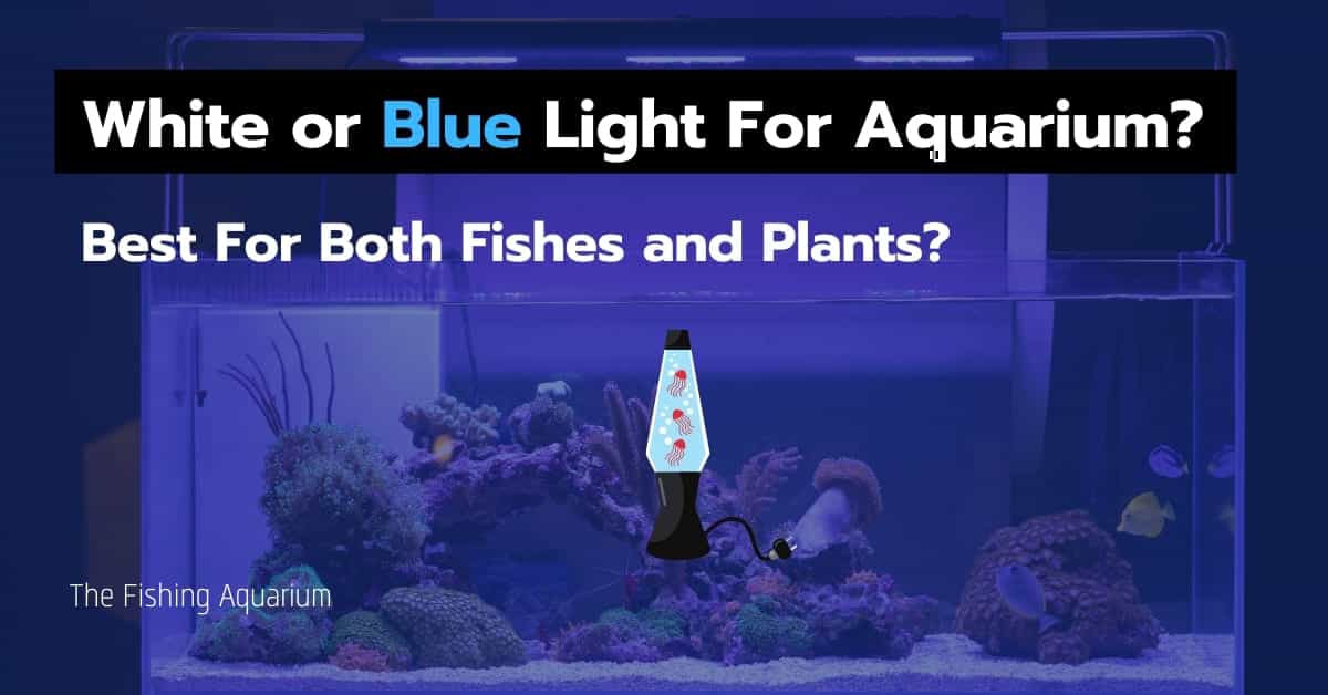White or Blue Light For Aquarium