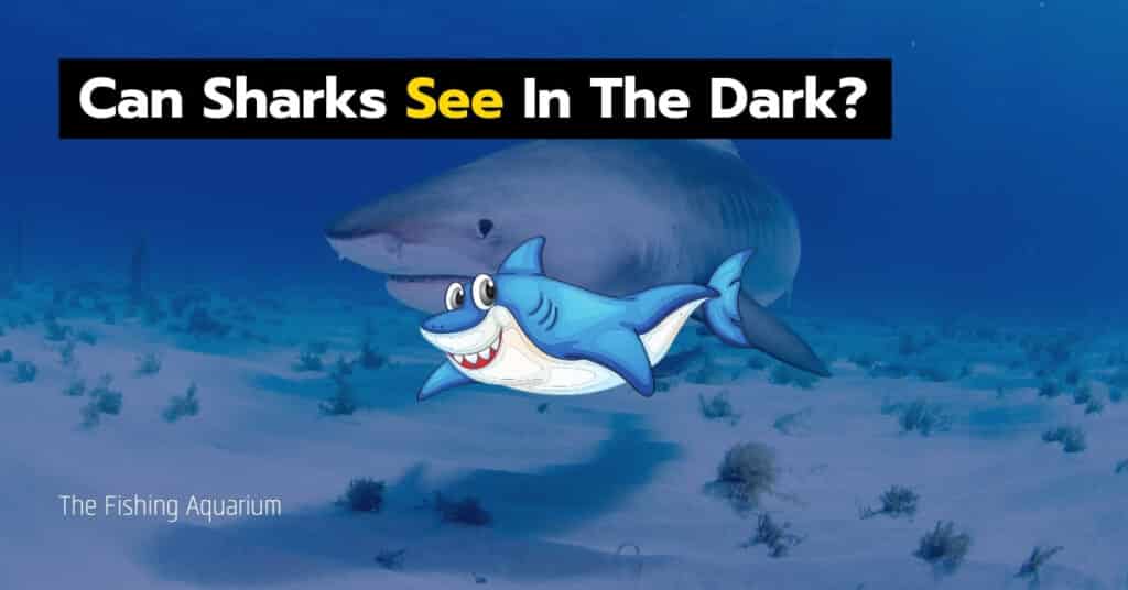 Can Sharks See In The Dark