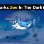 Can Sharks See In The Dark? 7 Amazing Shark Eyesight Facts!
