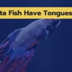 Do Betta Fish Have Tongues