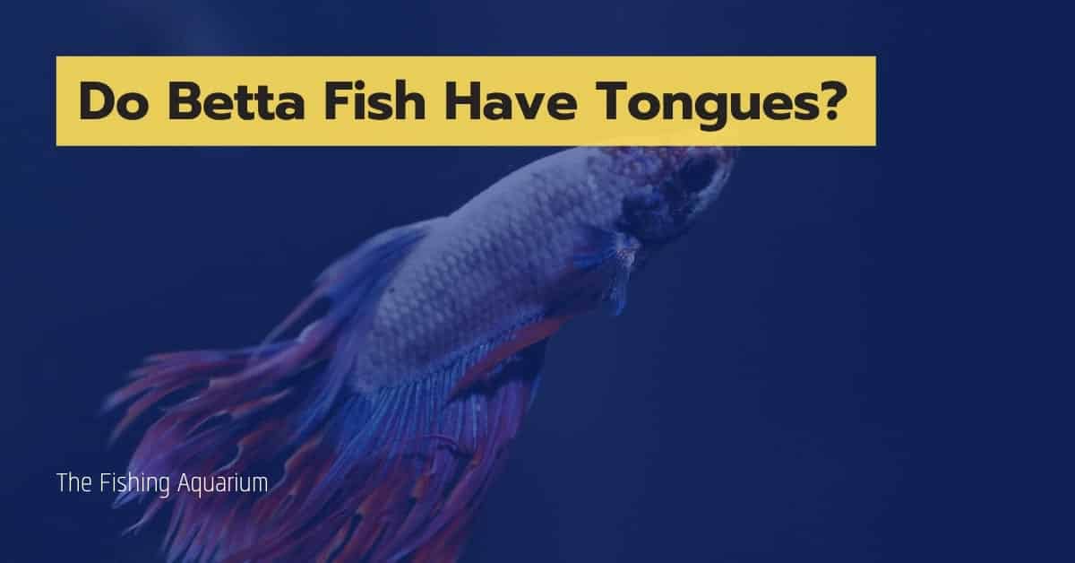 Do Betta Fish Have Tongues