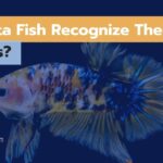 Do Betta Fish Recognize Their Owners? 7 Ways They Interact!