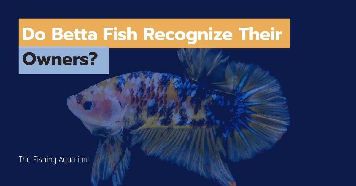 Do Betta Fish Recognize Their Owners