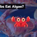 Do Crabs Eat Algae? 5+ Benefits Of Eating Algae For Crabs