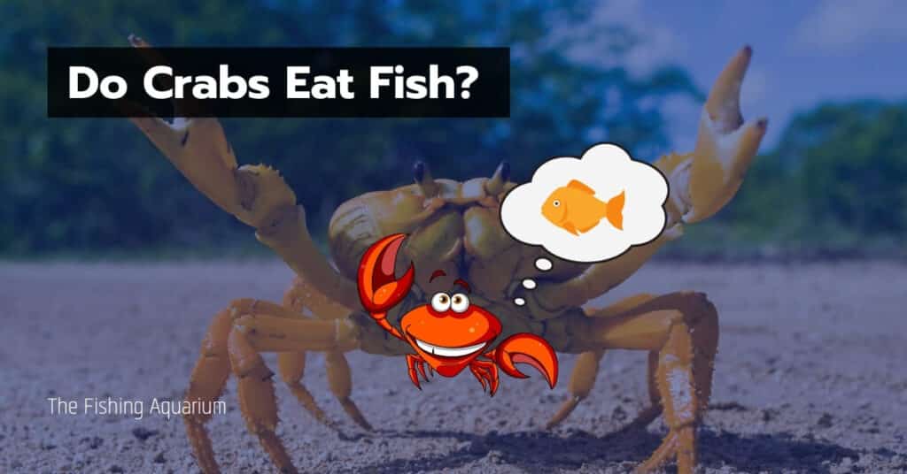 Do Crabs Eat Fish