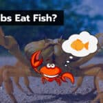 Do Crabs Eat Fish