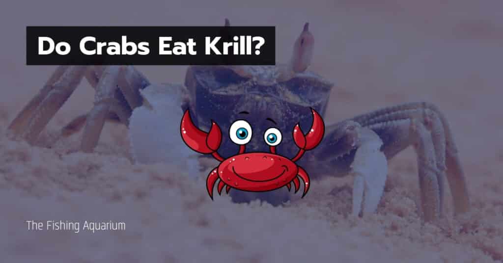 Do Crabs Eat Krill