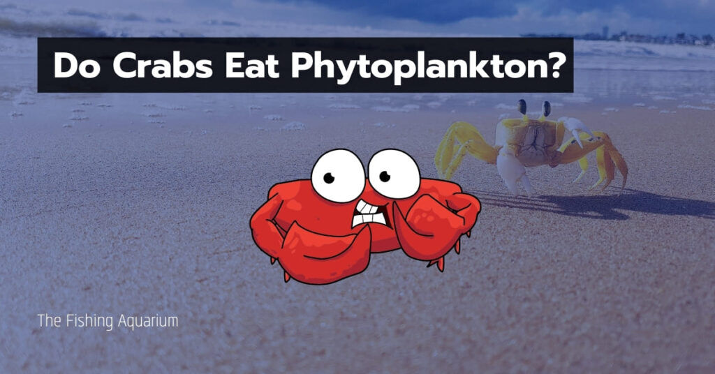 Do Crabs Eat Phytoplankton