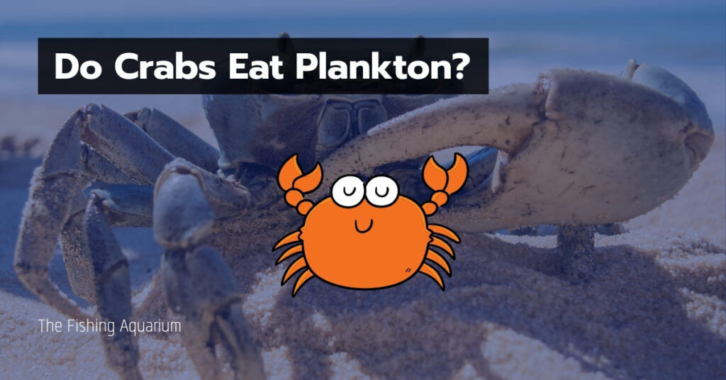 Do Crabs Eat Plankton