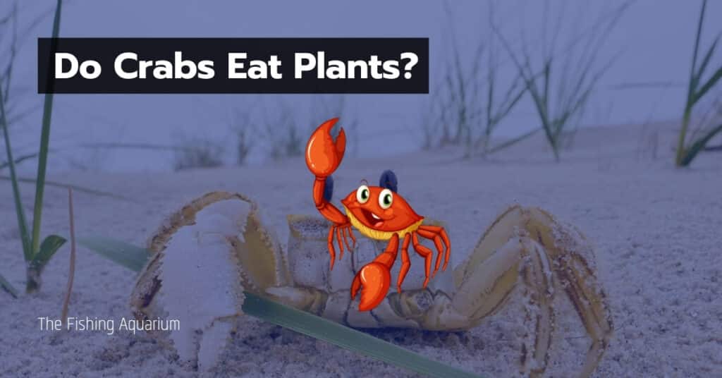 Do Crabs Eat Plants