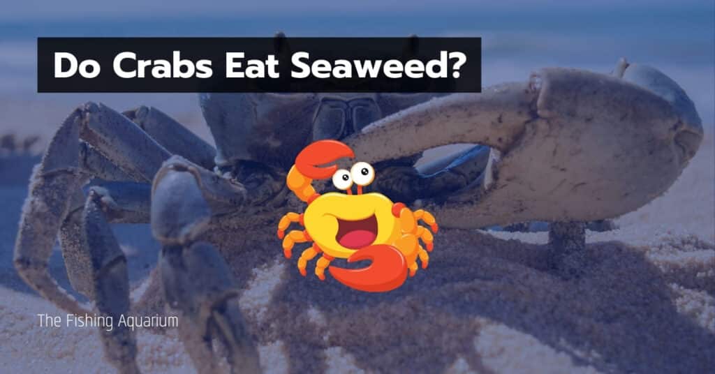Do Crabs Eat Seaweed