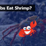 Do Crabs Eat Shrimp? 7 Things You Need To Know About Them
