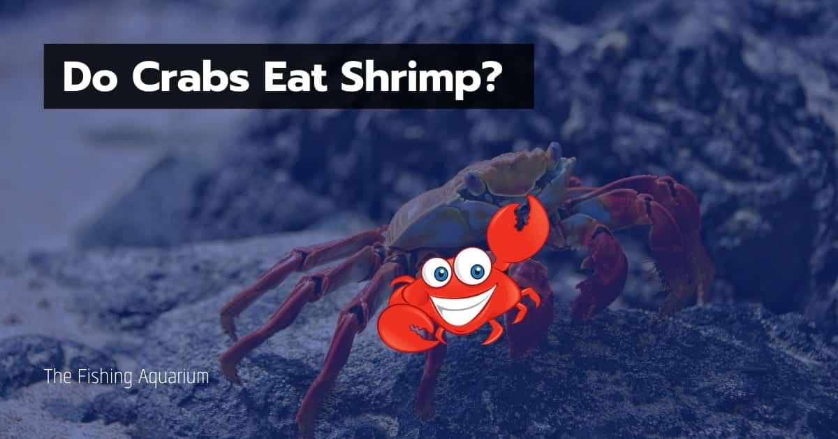 Do Crabs Eat Shrimp