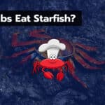 Do Crabs Eat Starfish