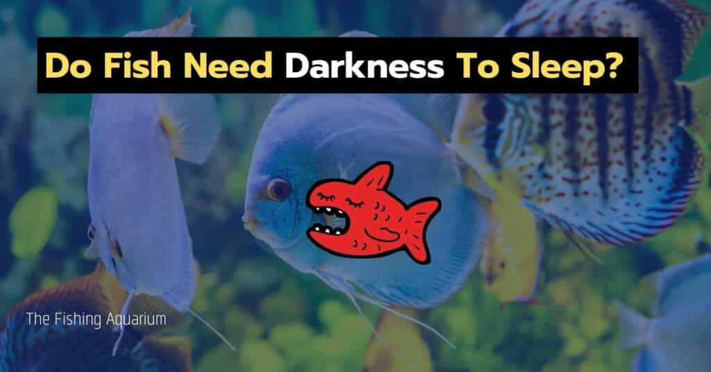 Do Fish Need Darkness To Sleep