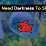 Do Fish Need Darkness To Sleep? 5 Things You Must Know!