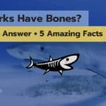 Do Sharks Have Bones? Shocking Answer + 5 Amazing Facts!