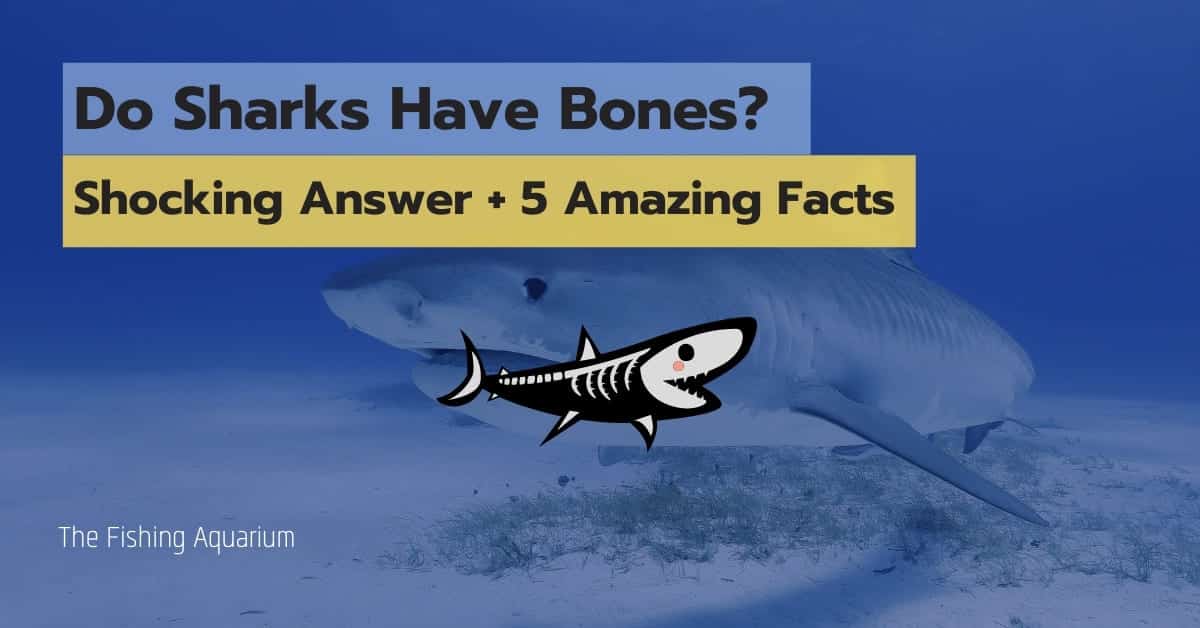 Do Sharks Have Bones
