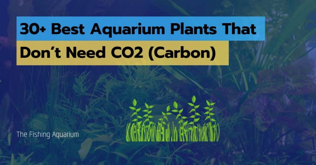 Aquarium Plants That Don’t Need CO2