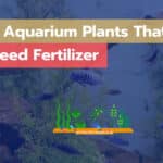 Aquarium Plants That Don't Need Fertilizer