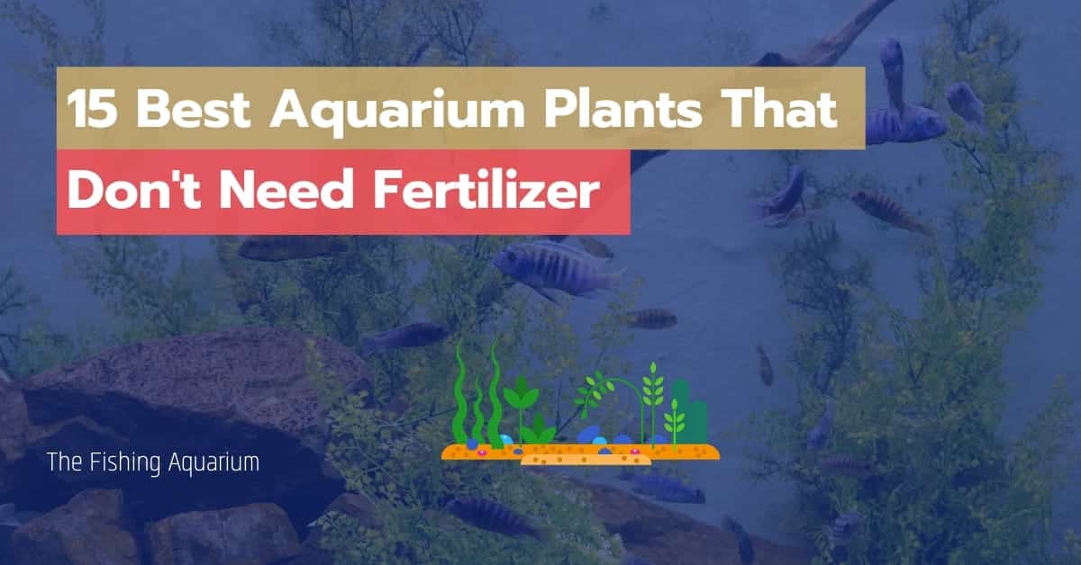 Aquarium Plants That Don't Need Fertilizer