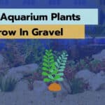 Aquarium Plants That Grow In Gravel