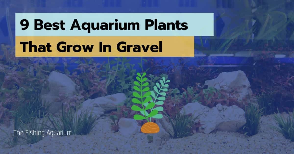 Aquarium Plants That Grow In Gravel