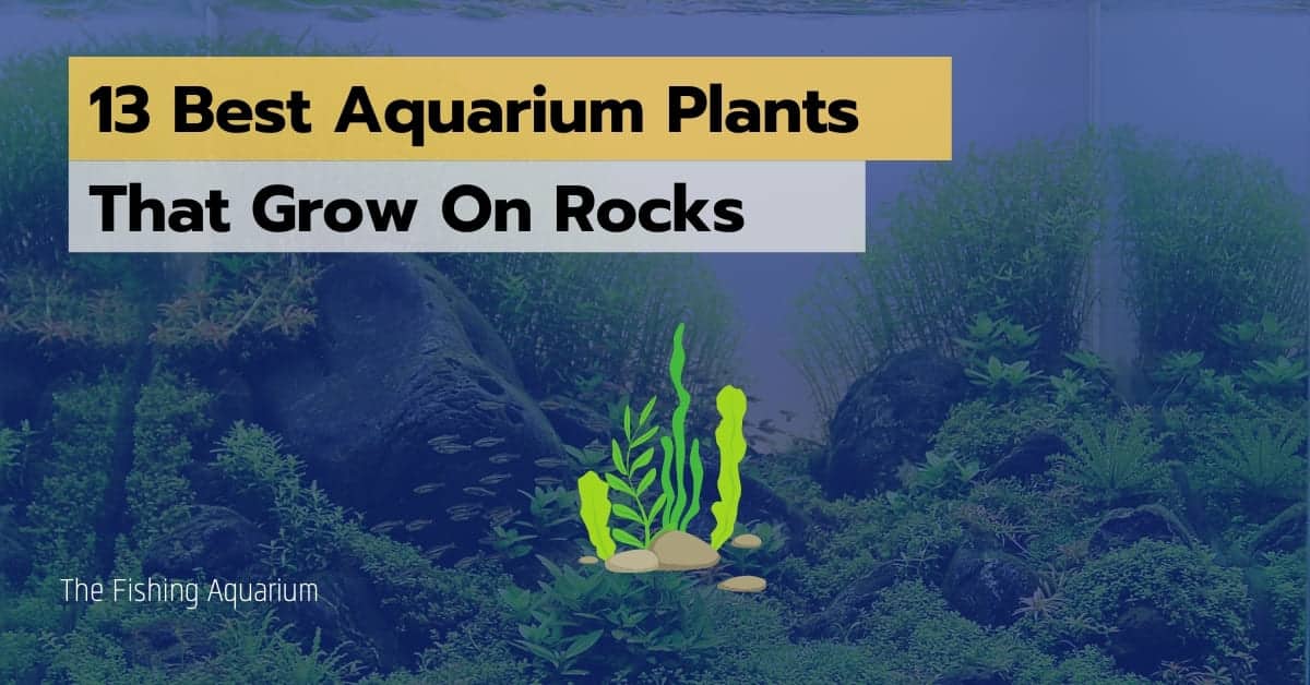 Top 13 Aquarium Plants That Grow on Rocks: Get Tips and Info