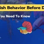 Betta Fish Behavior Before Death [7 Signs You Need To Know]