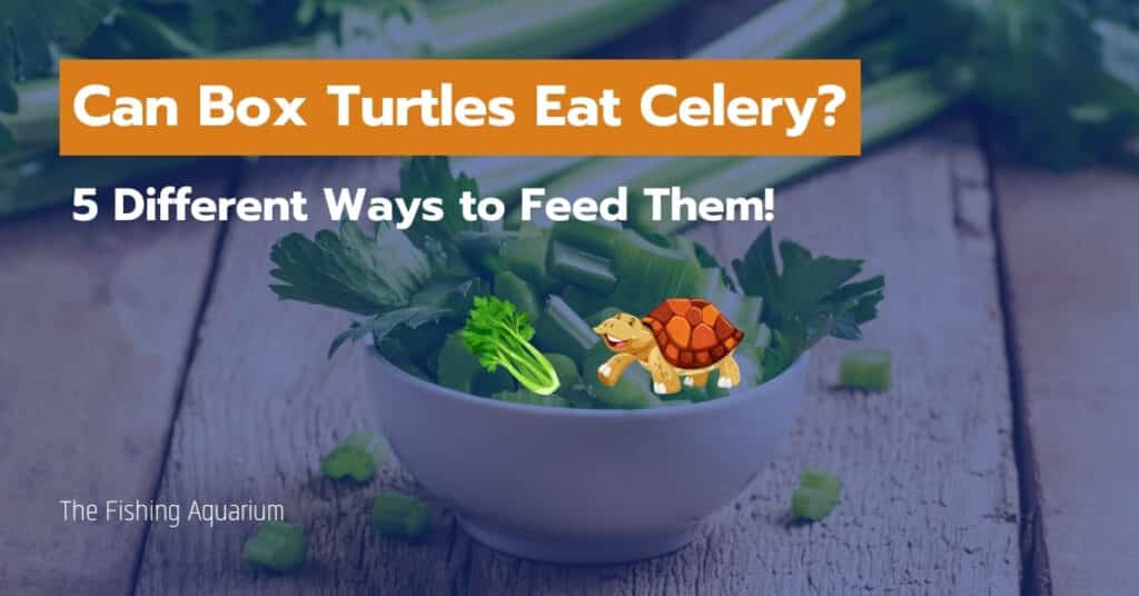 Can Box Turtles Eat Celery