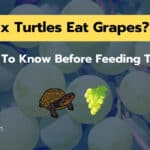 Can Box Turtles Eat Grapes