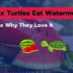 Can Box Turtles Eat Watermelon
