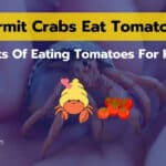 Can Hermit Crabs Eat Tomatoes? 6+ Benefits You Must Know