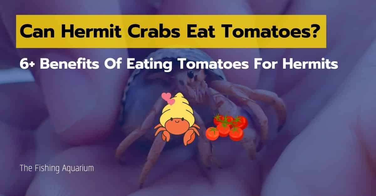 Can Hermit Crabs Eat Tomatoes