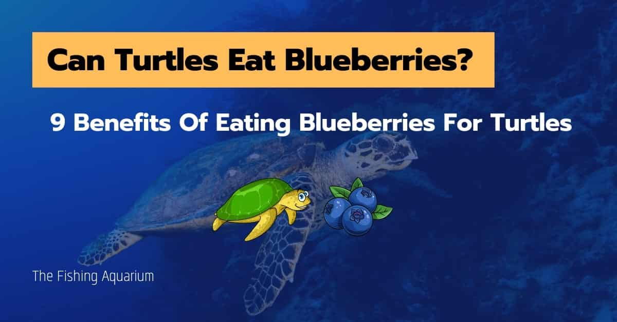 Can Turtles Eat Blueberries