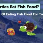 Can Turtles Eat Fish Food