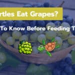 Can Turtles Eat Grapes? 7 Things To Know Before Feeding
