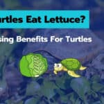 Can Turtles Eat Lettuce
