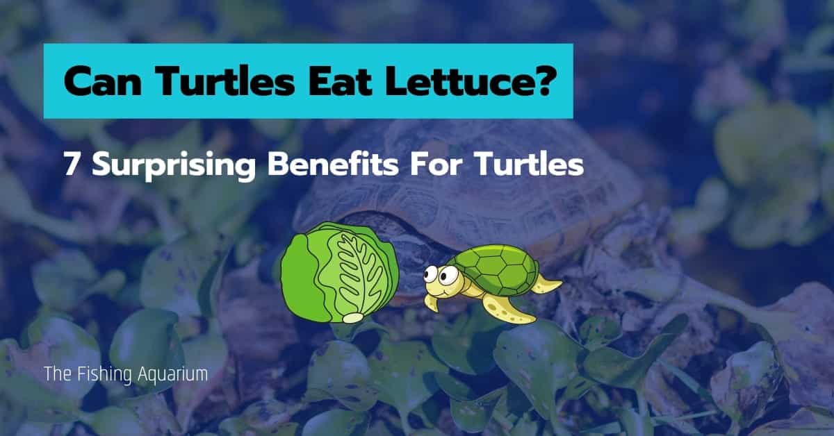 Can Turtles Eat Lettuce
