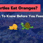 Can Turtles Eat Oranges