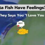 Do Betta Fish Have Feelings? 7 Ways They Say "I Love You"